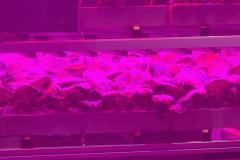 Vertical farm